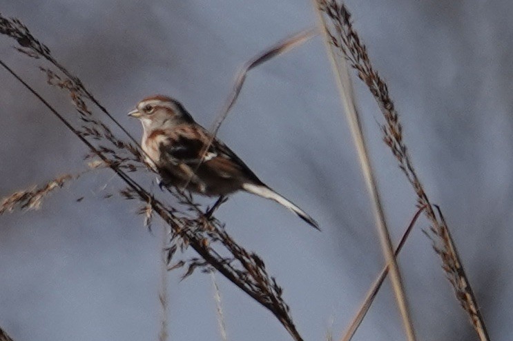 American Tree Sparrow - ML645865388