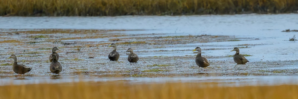 rødfotand - ML645865389