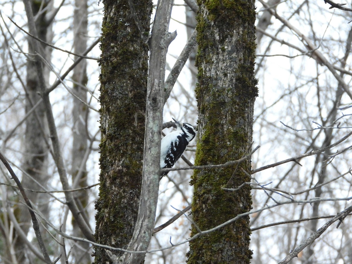 Hairy Woodpecker - ML645865390