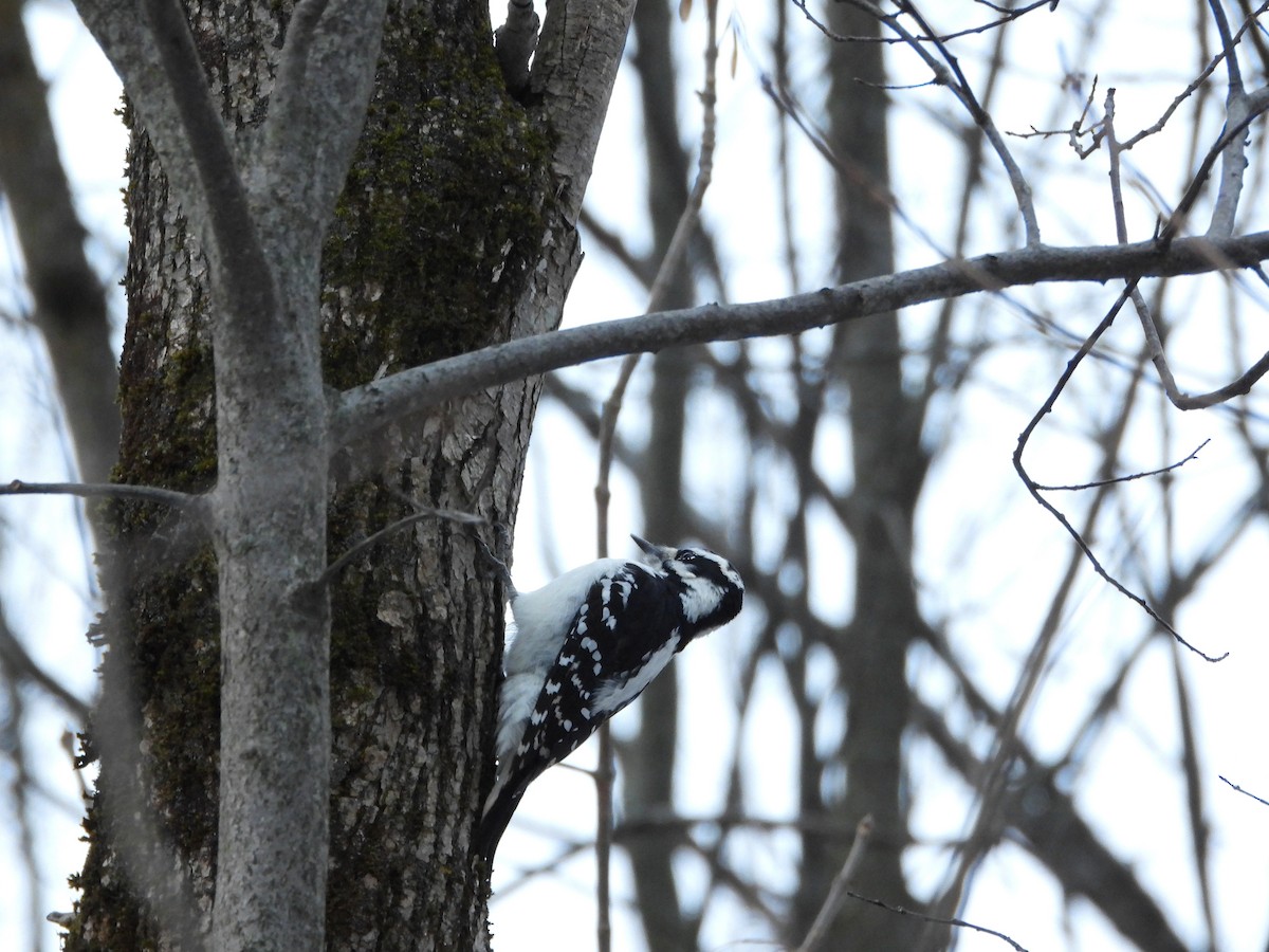 Hairy Woodpecker - ML645865391