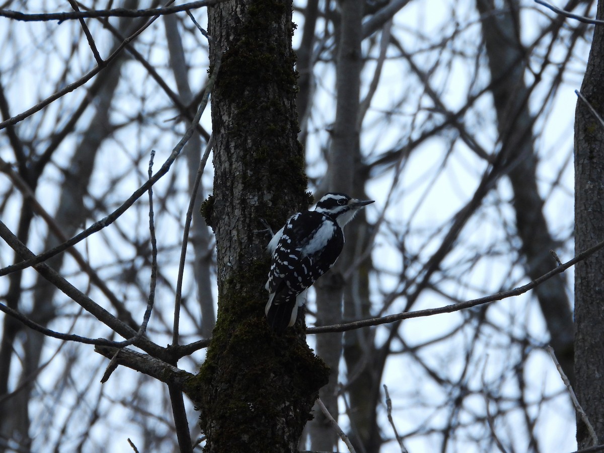 Hairy Woodpecker - ML645865392