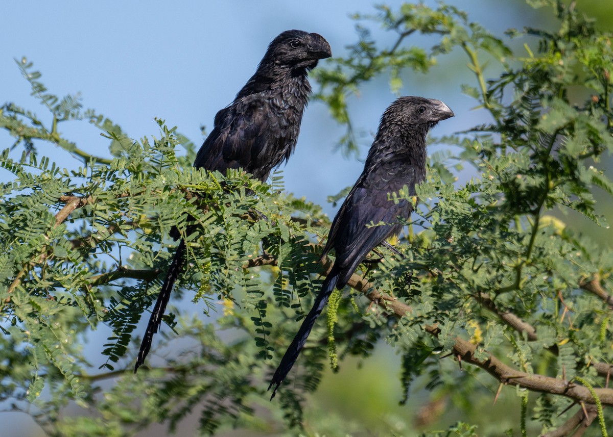 Smooth-billed Ani - ML645865423