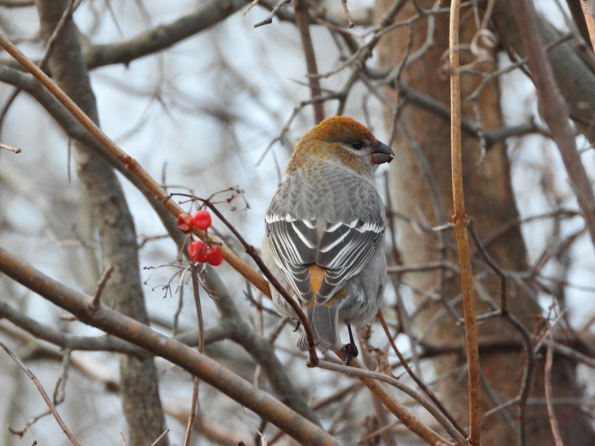 Pine Grosbeak - ML645865425