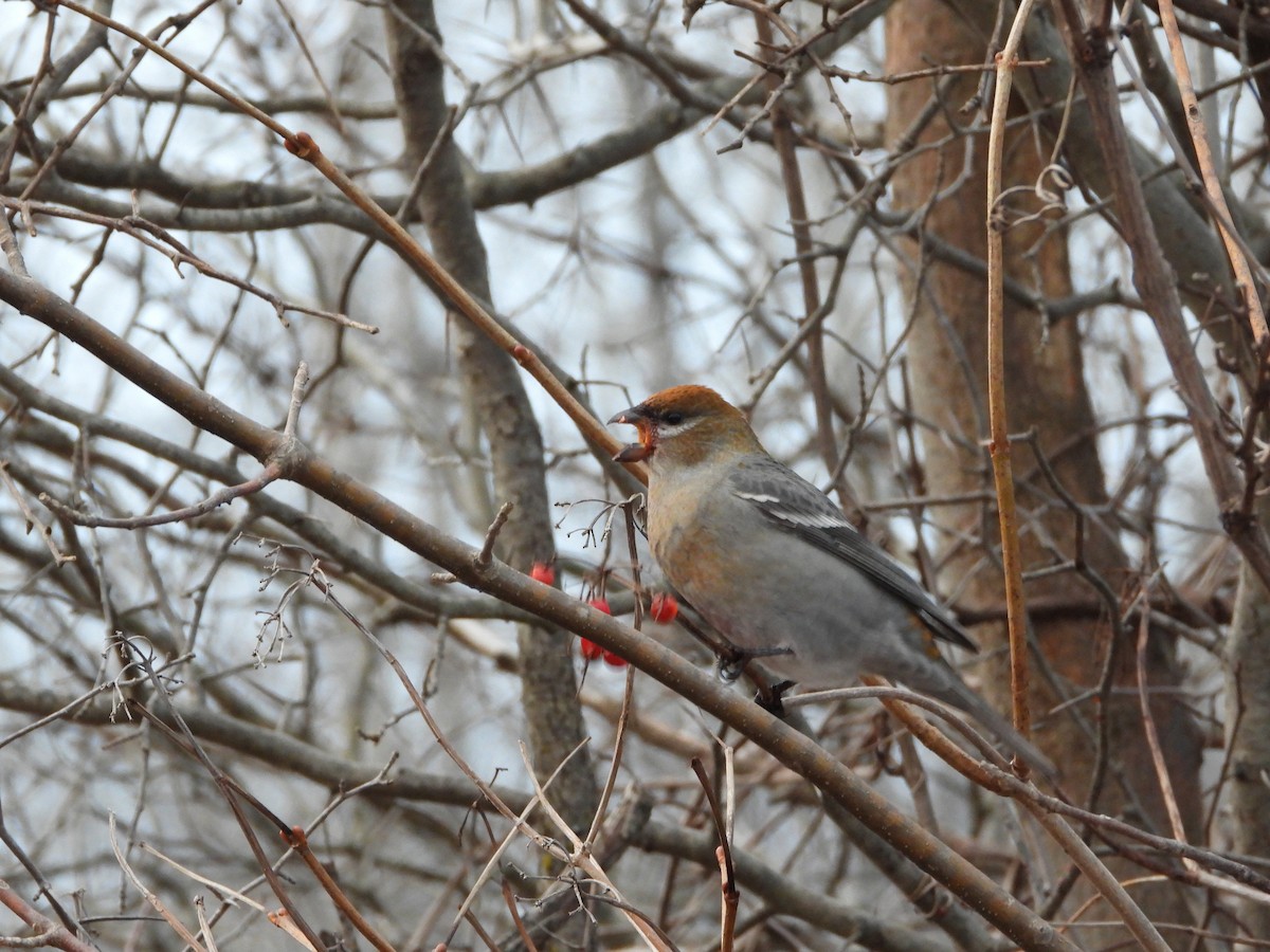 Pine Grosbeak - ML645865426