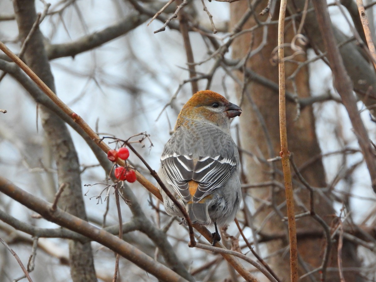 Pine Grosbeak - ML645865427
