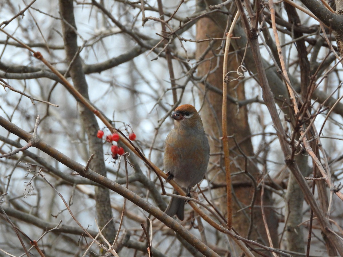 Pine Grosbeak - ML645865428