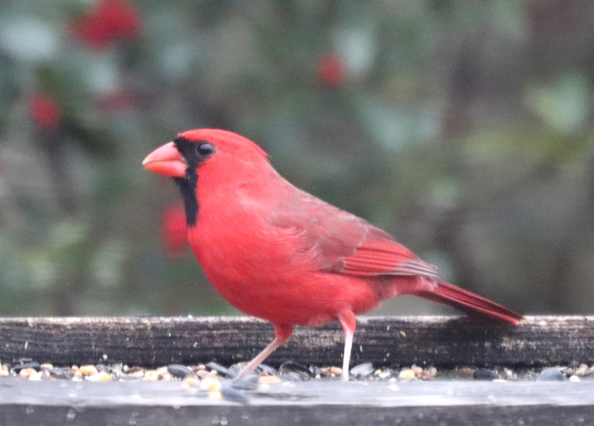 Northern Cardinal - ML645865430