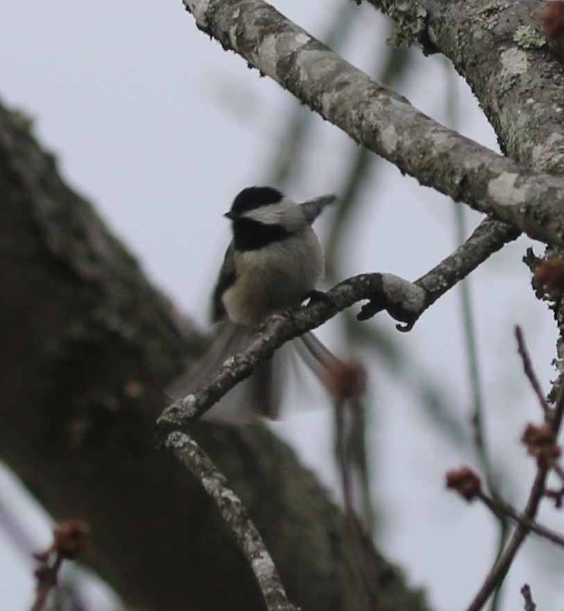 Carolina Chickadee - ML645865433