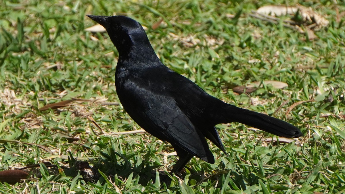 Scrub Blackbird - ML645865434