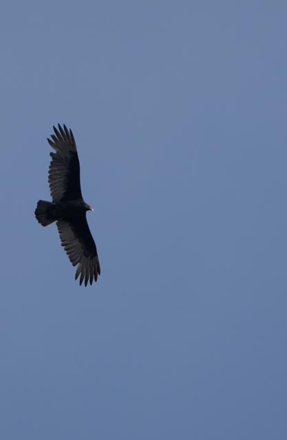 Turkey Vulture - ML645865450
