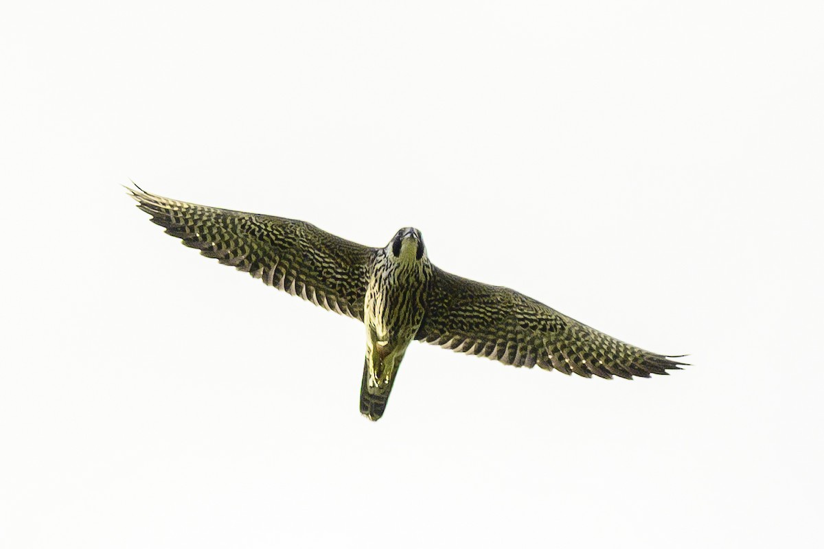 Peregrine Falcon - ML645865459