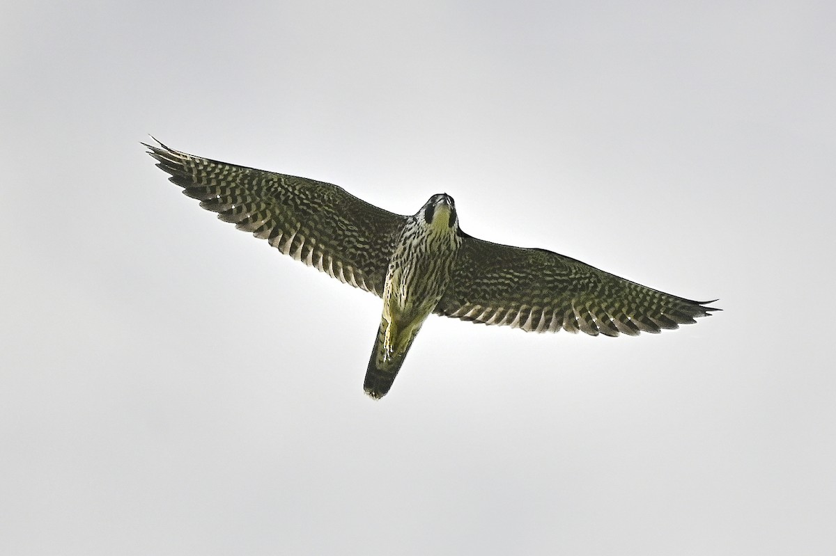 Peregrine Falcon - ML645865461