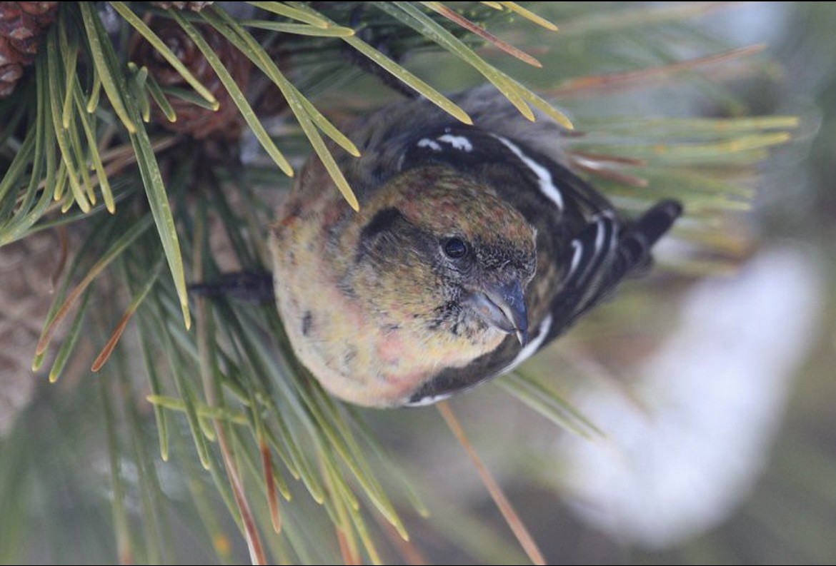 White-winged Crossbill - ML645865462