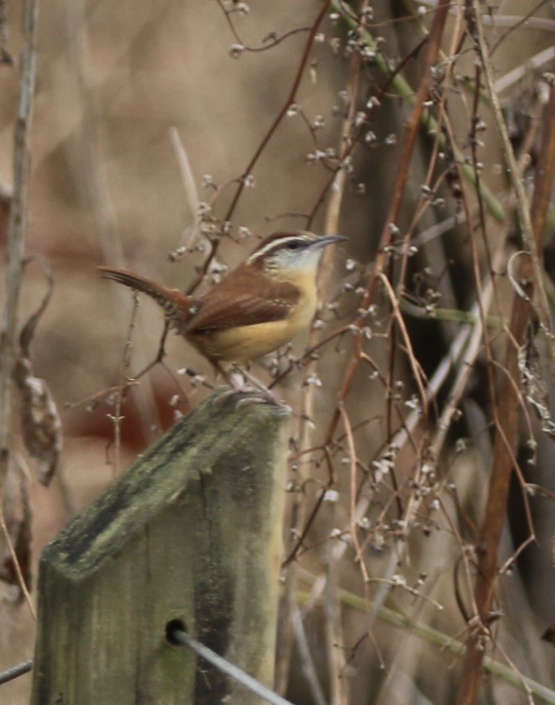 Karolina Çıtkuşu - ML645865463