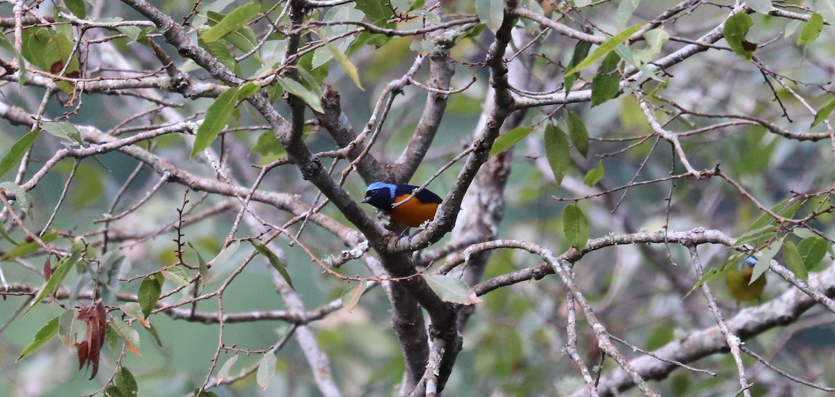 Elegant Euphonia - ML645865464