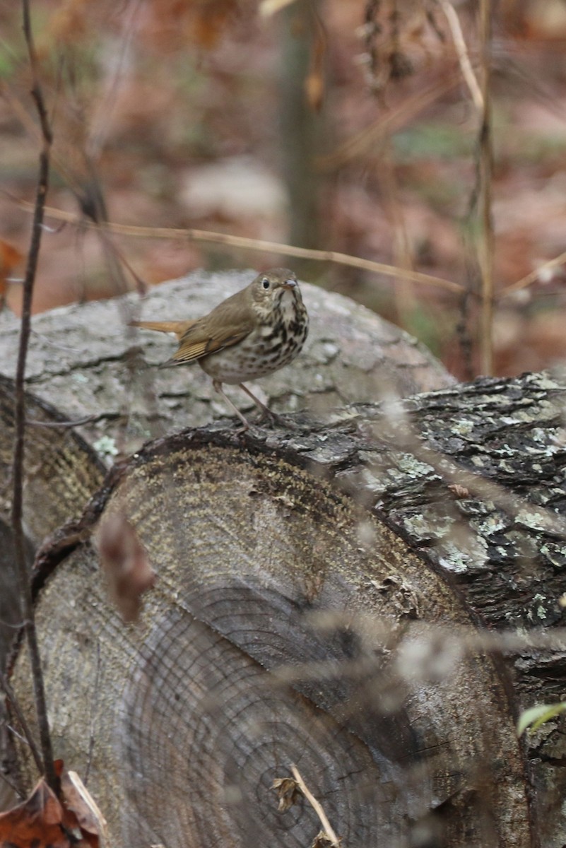 Münzevi Bülbül Ardıcı - ML645865476