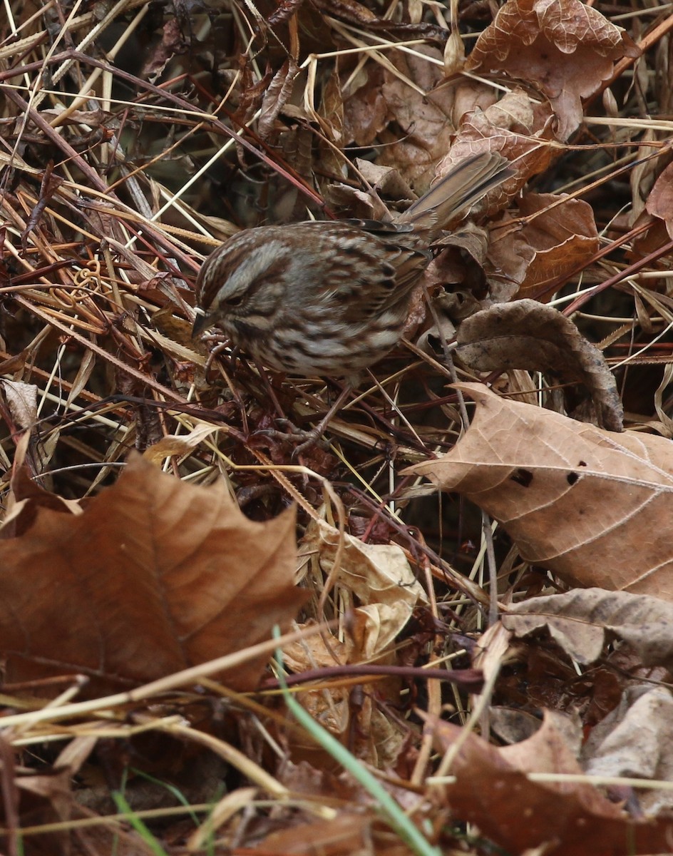 Ötücü Serçe - ML645865480