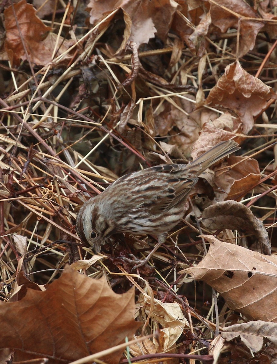 Ötücü Serçe - ML645865484