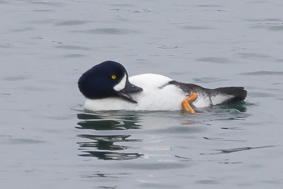 Barrow's Goldeneye - ML645865486
