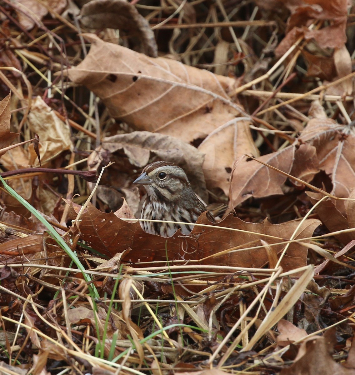 Ötücü Serçe - ML645865490