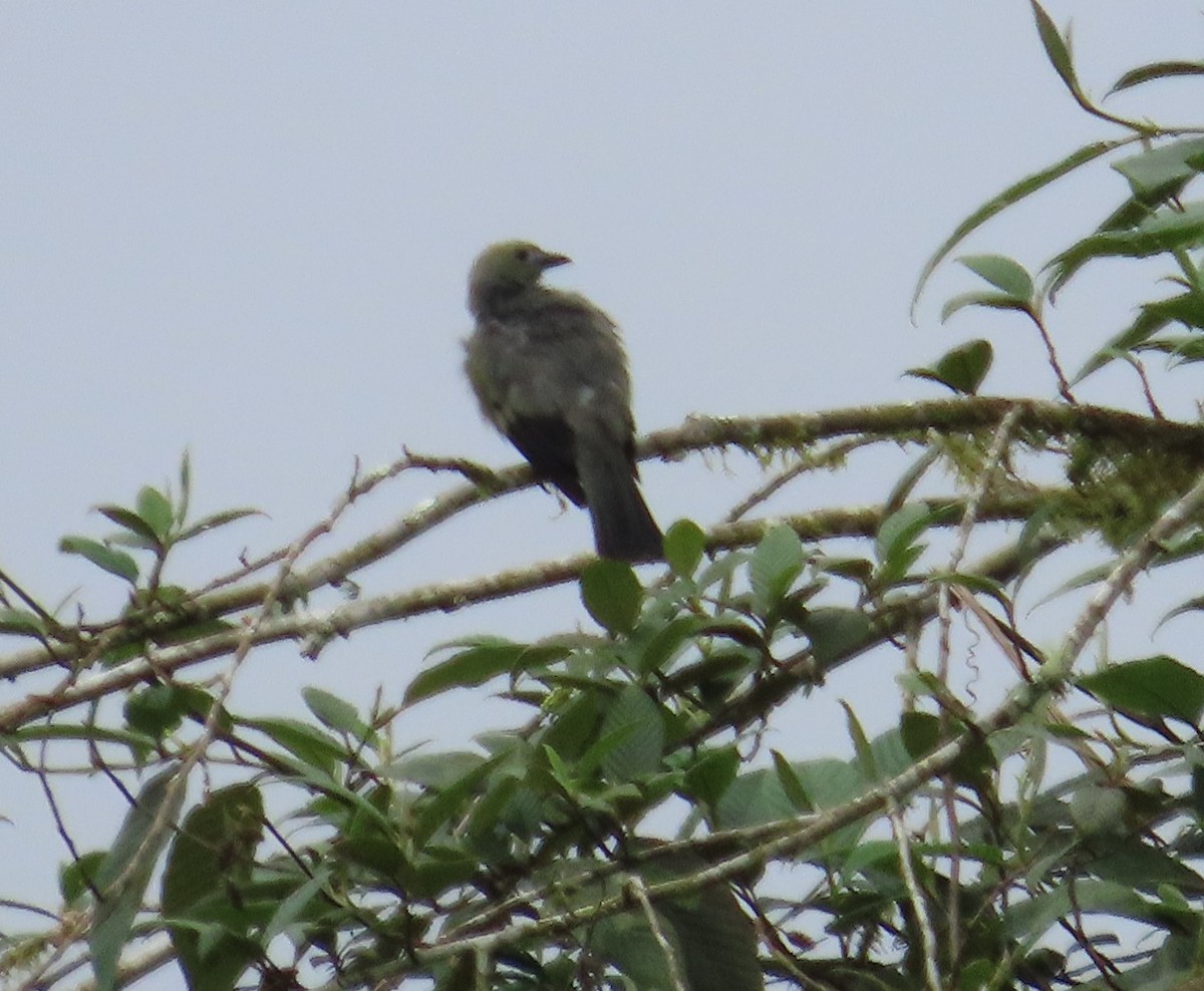 Tangara Palmera - ML645865491