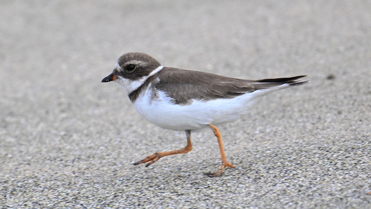 Semipalmated Plover - ML645865494