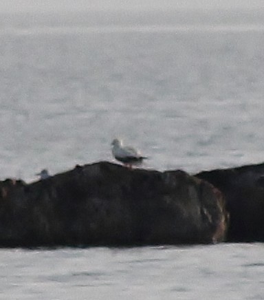 Red-footed Booby - ML645865495