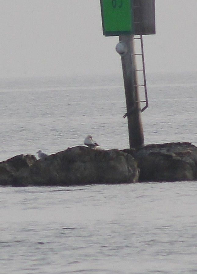 Red-footed Booby - ML645865496