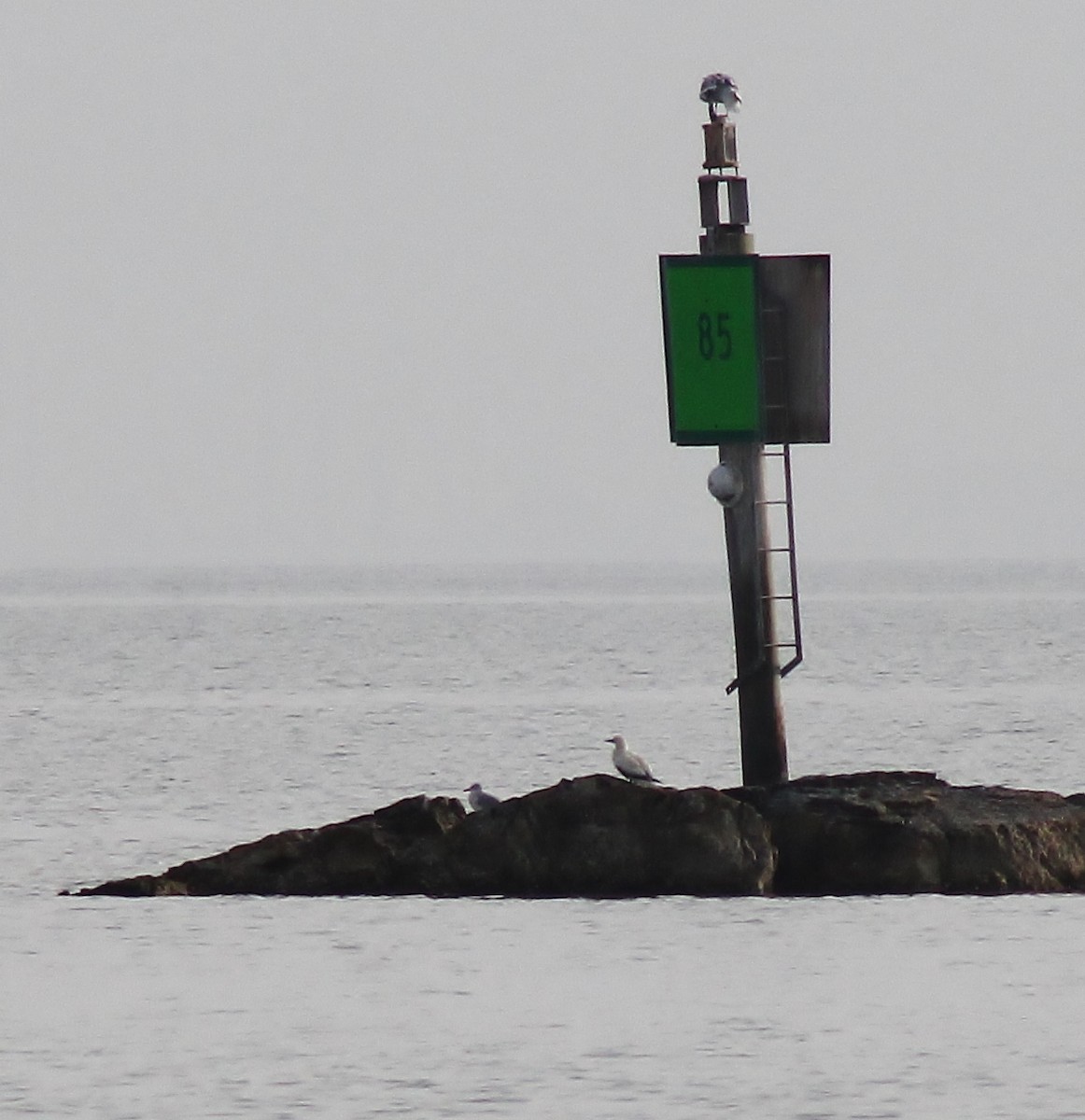 Rotfußtölpel - ML645865497