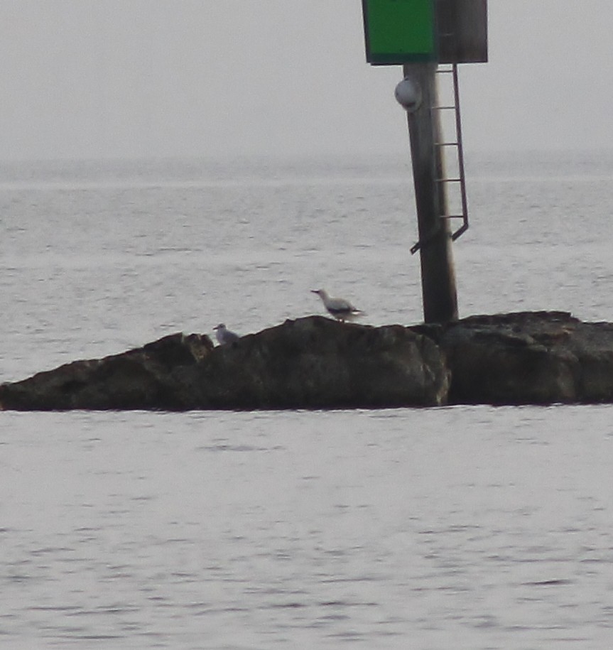 Red-footed Booby - ML645865498