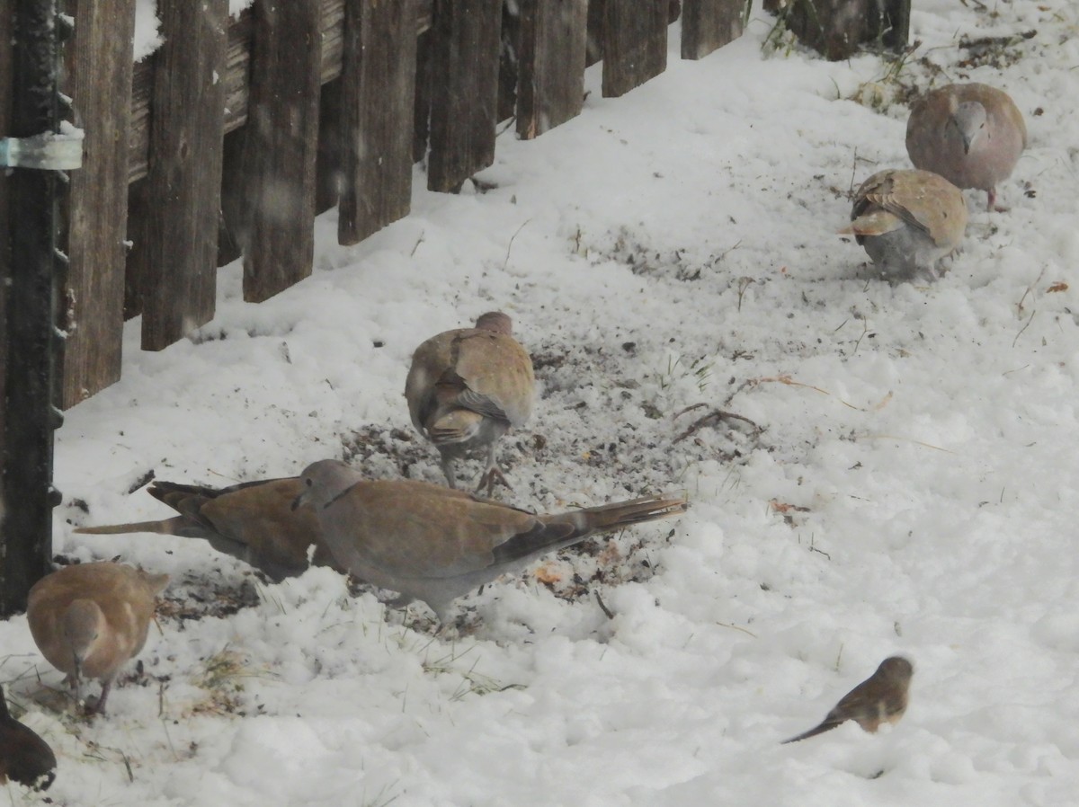 Eurasian Collared-Dove - ML645865501