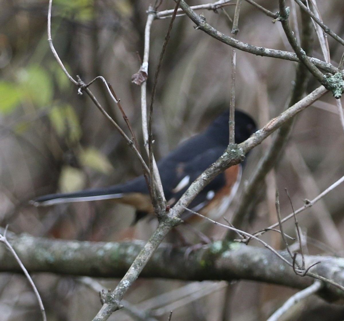 Kızıl Böğürlü Tovi - ML645865502