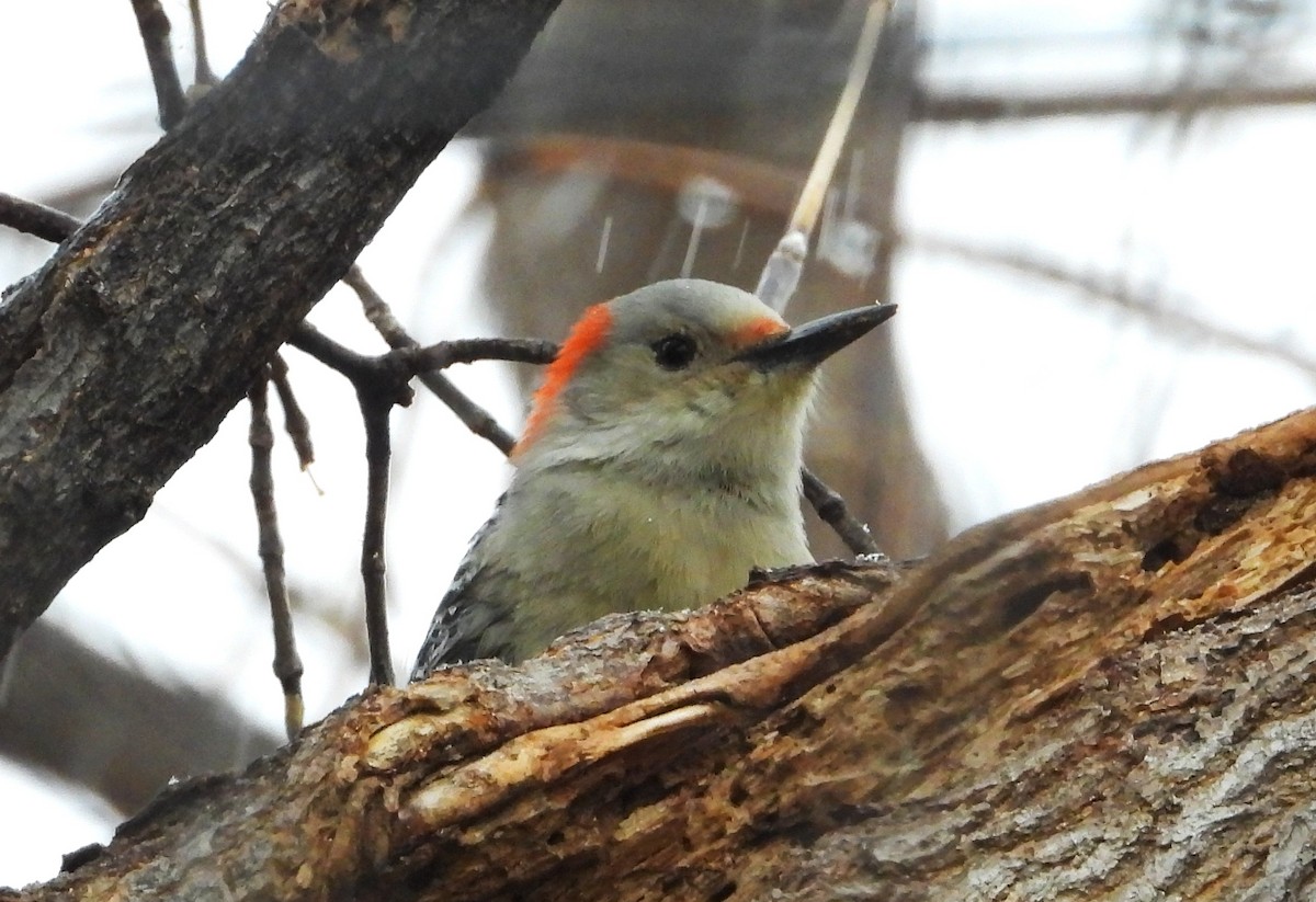 Red-bellied Woodpecker - ML645865511