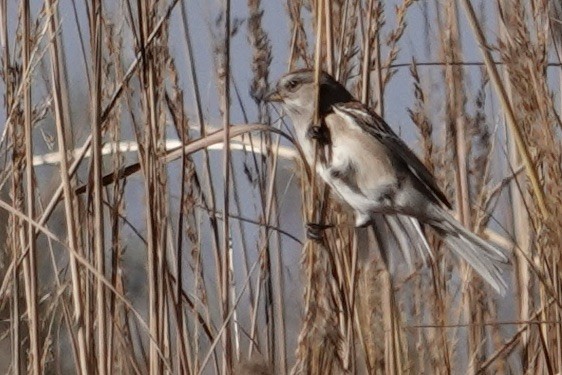 American Tree Sparrow - ML645865512
