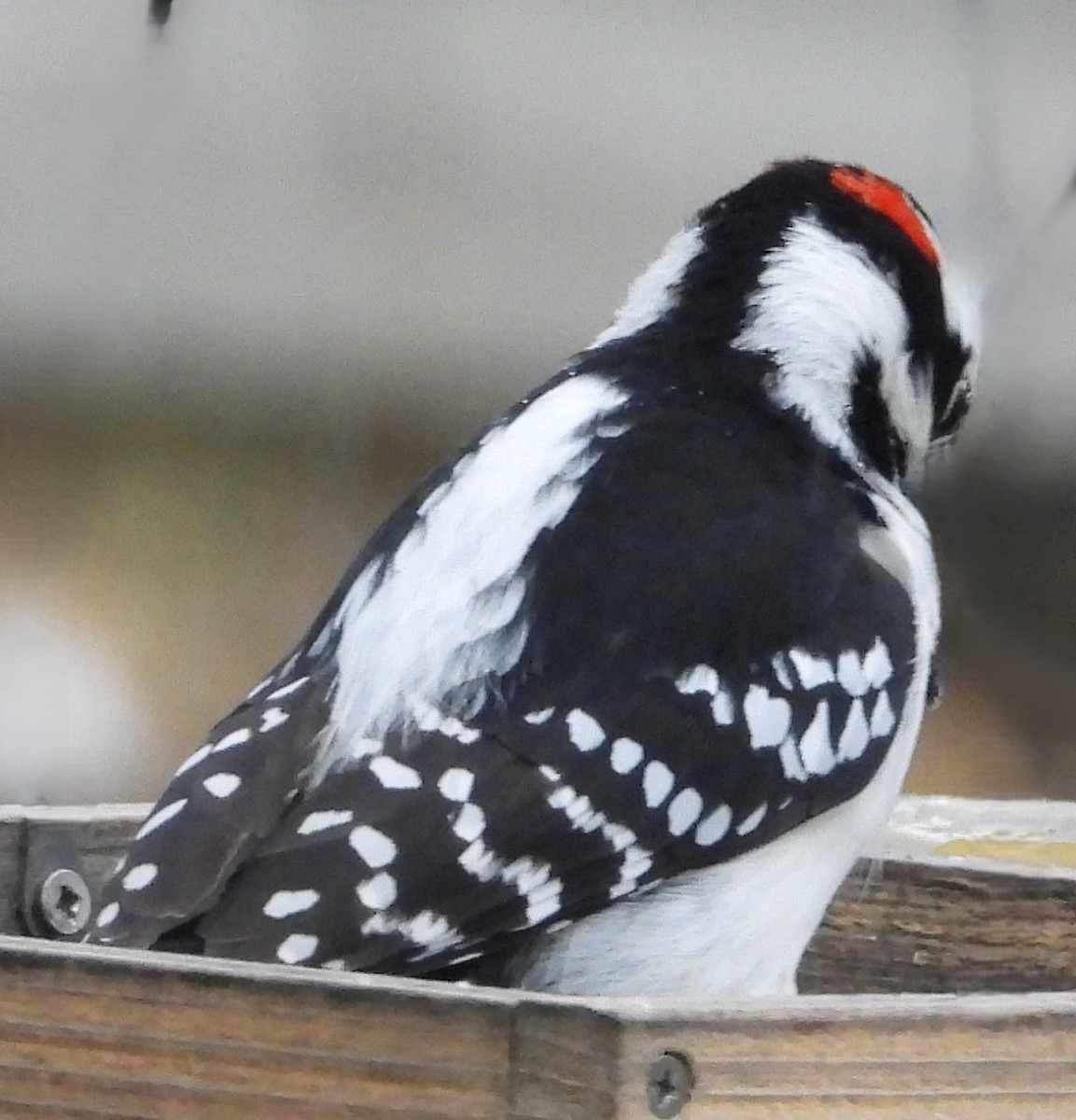 Hairy Woodpecker - ML645865516