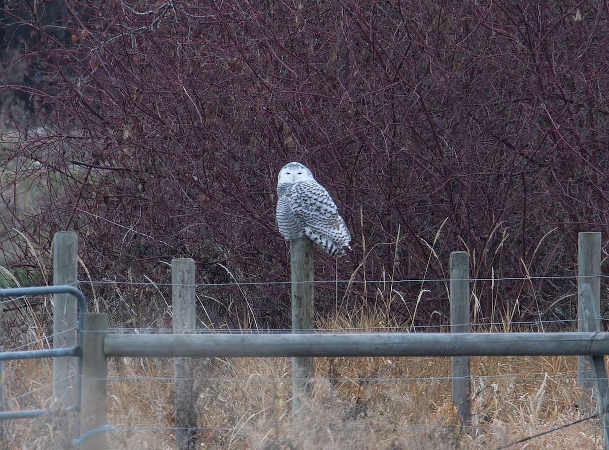 Snowy Owl - ML645865519