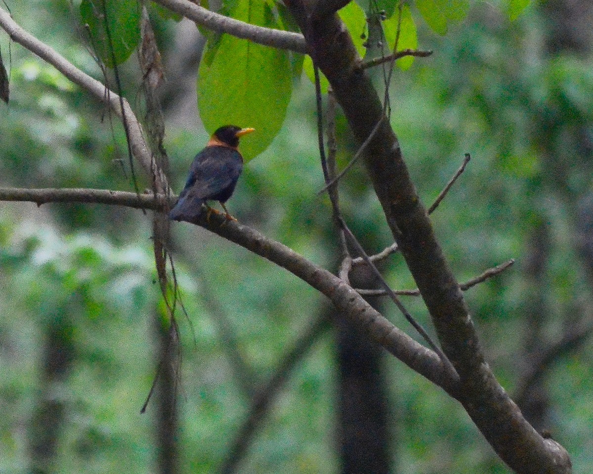 アカエリツグミ - ML645865520