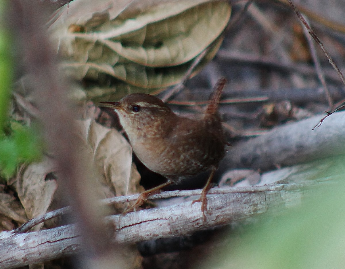 Winter Wren - ML645865521