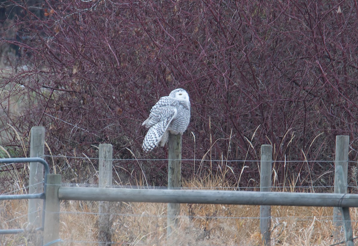 Snowy Owl - ML645865522