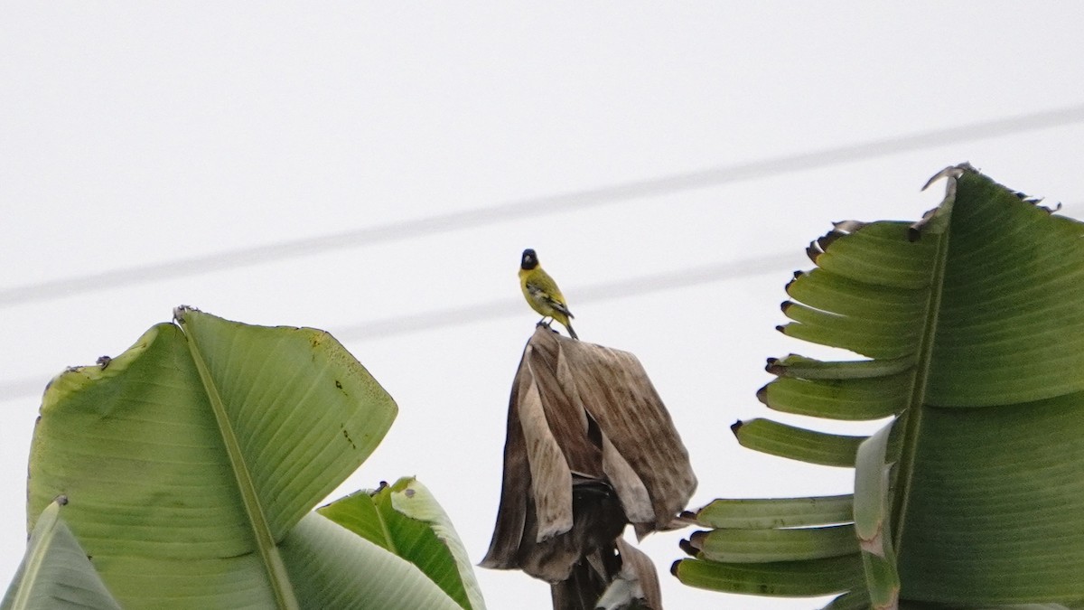 Hooded Siskin - ML645865523