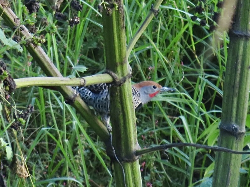 Guatemalan Flicker - ML645865526