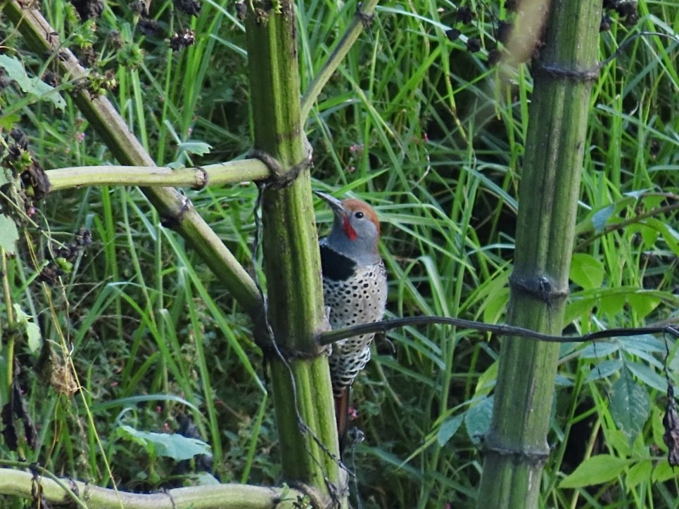 Guatemalan Flicker - ML645865527