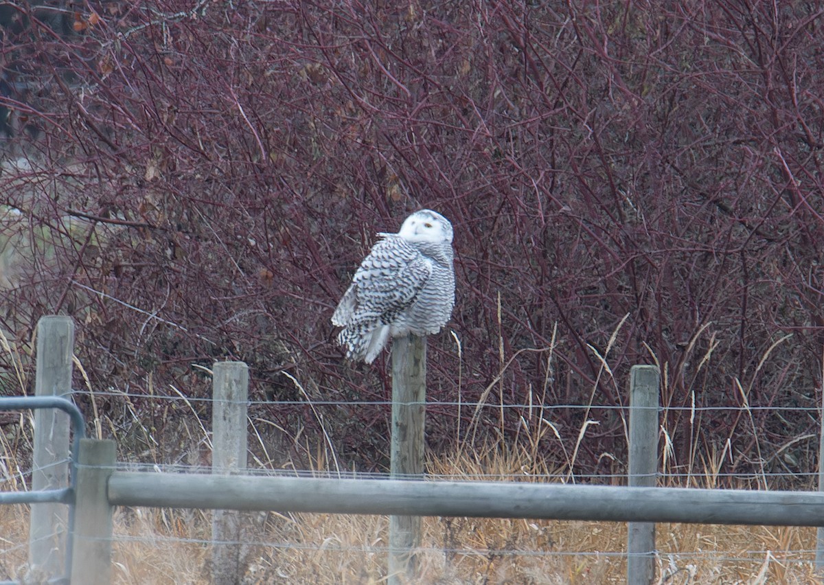 Snowy Owl - ML645865528