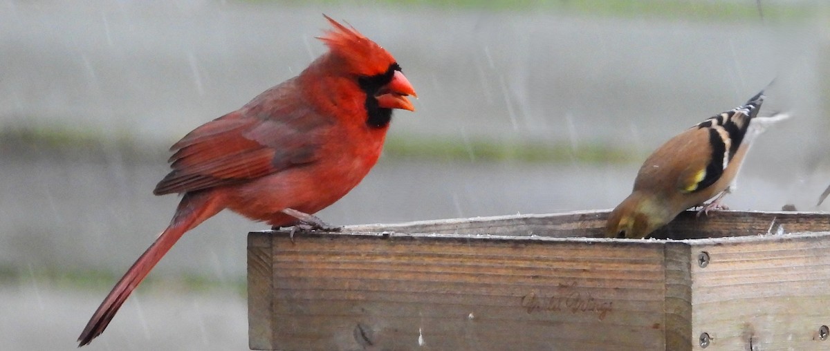 American Goldfinch - ML645865531