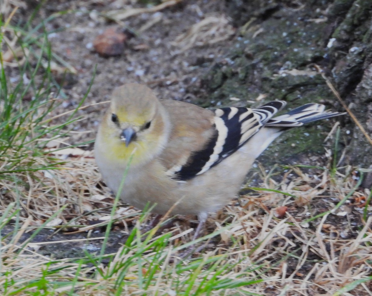 American Goldfinch - ML645865532
