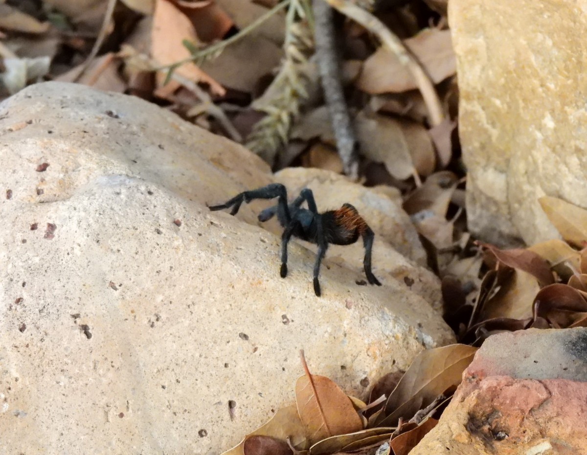 Tucson Bronze Tarantula - ML645865533