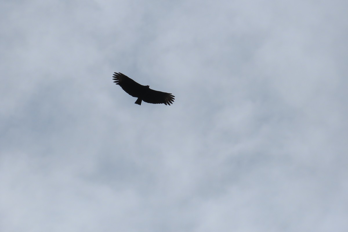 Black Vulture - ML645865538