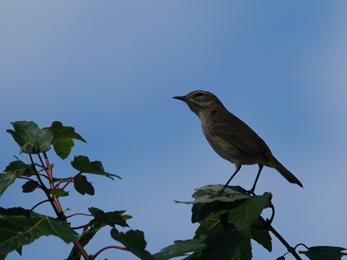 Palm Warbler (Western) - ML645865539