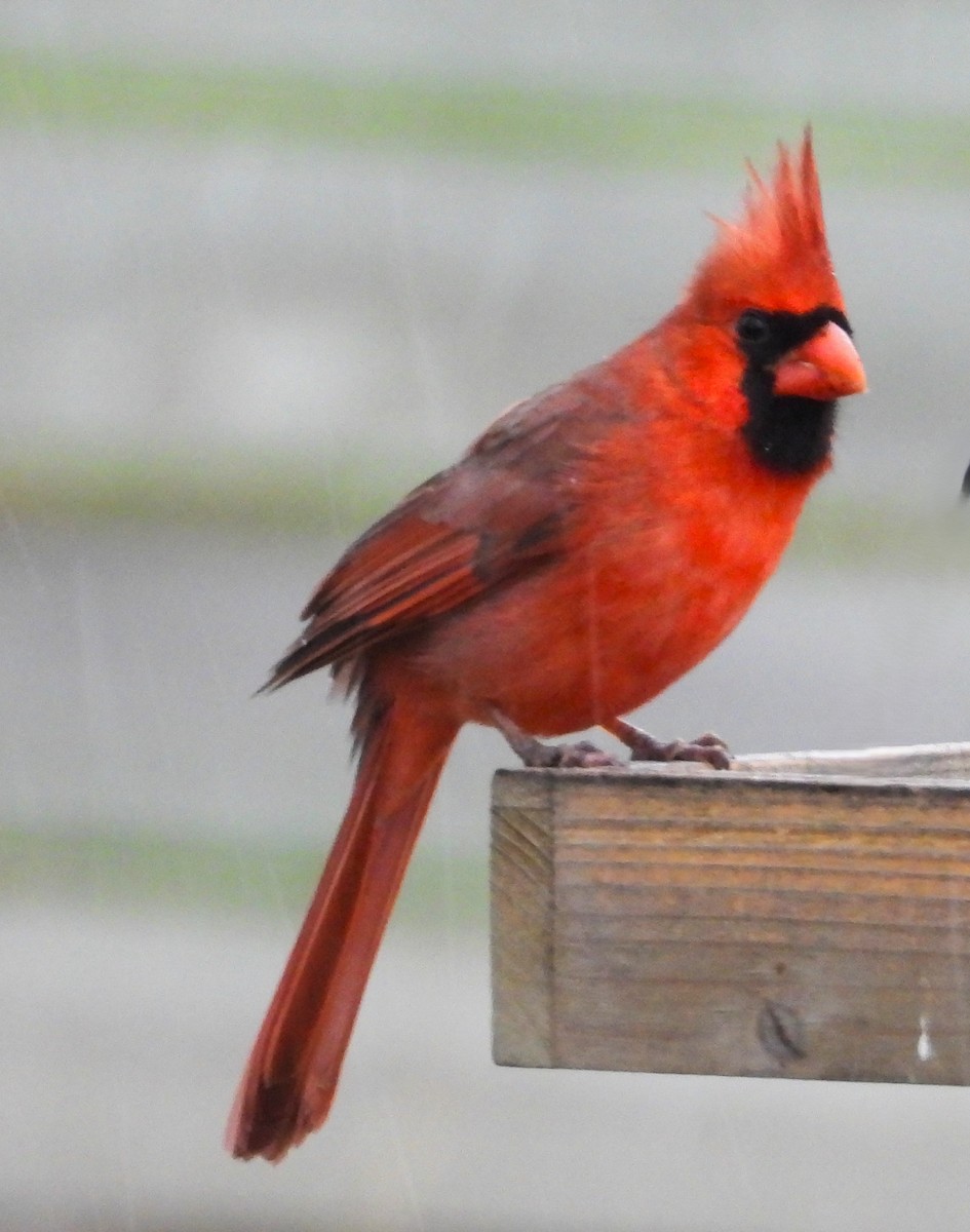 Northern Cardinal - ML645865540