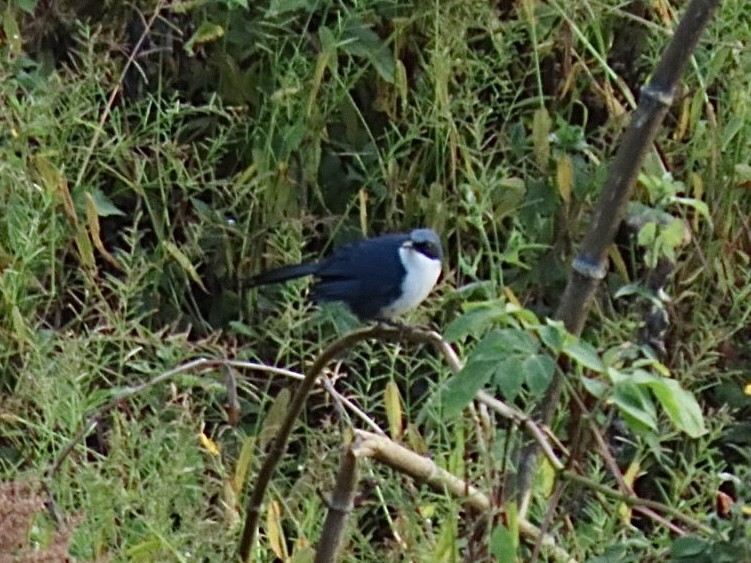 Blue-and-white Mockingbird - ML645865542